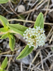 Mitracarpus megapotamicus