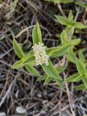 Mitracarpus megapotamicus