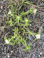 Mitracarpus megapotamicus