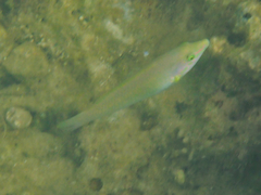 Halichoeres chloropterus