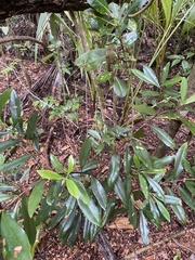 Pimenta racemosa grisea