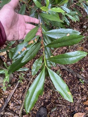 Pimenta racemosa grisea
