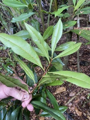 Pimenta racemosa grisea