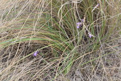 Dierama floriferum