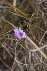 Dierama floriferum
