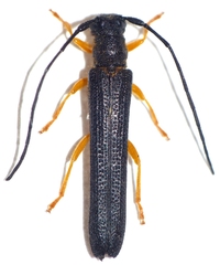 Oberea linearis