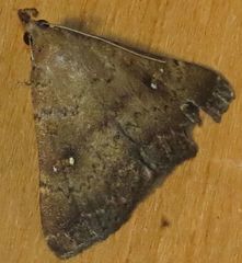 Hypenula cacuminalis