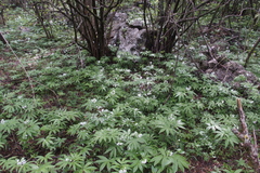 Cardamine heptaphylla