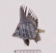 Sailfin Armourhead photo 2