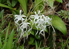 Hymenocallis tubiflora