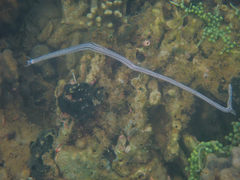 Synaptula