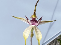 Caladenia × coactescens