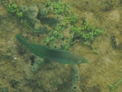Halichoeres chloropterus