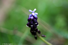 Muscari pulchellum