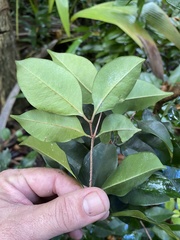 Calyptranthes pallens