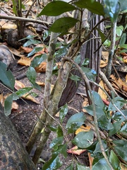 Calyptranthes pallens