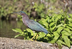 Butorides virescens image