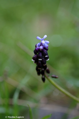 Muscari pulchellum