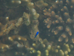 Pomacentrus coelestis