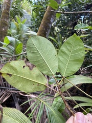 Ficus trigonata