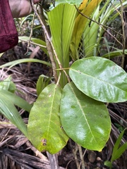 Ficus trigonata