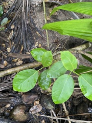 Ficus trigonata