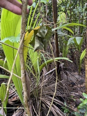 Ficus trigonata