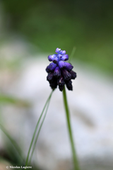 Muscari commutatum