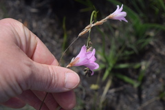 Dierama cooperi