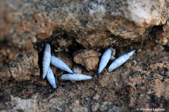Albinaria caerulea