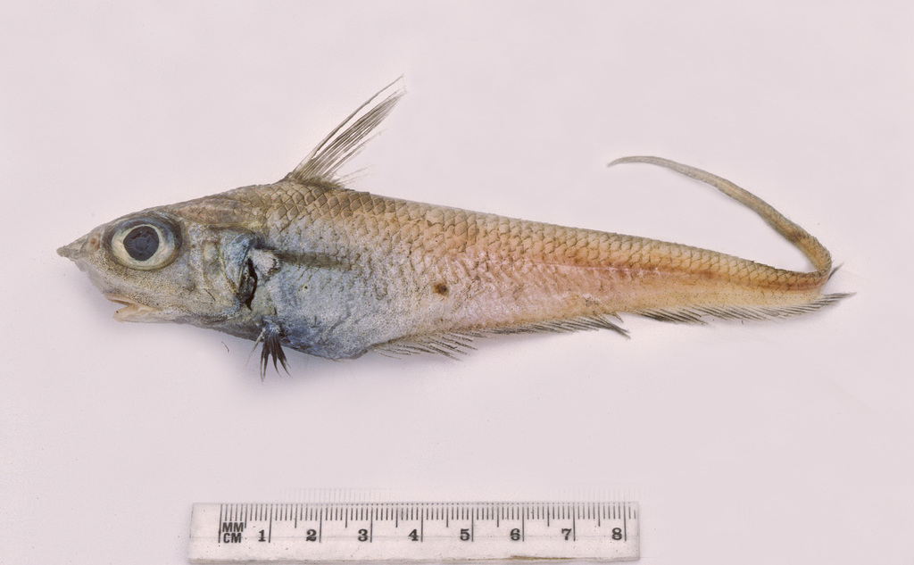 Gargoyle Fish
