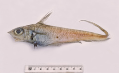 Gargoyle Fish photo 1