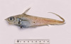 Gargoyle Fish - Photo (c) Ken Graham, some rights reserved (CC BY-NC), uploaded by Ken Graham