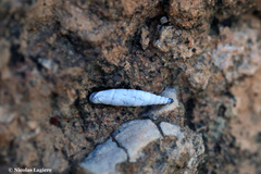Albinaria caerulea