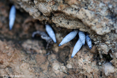 Albinaria caerulea