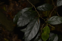 Alangium villosum