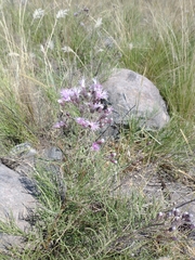 Vernonanthura nudiflora