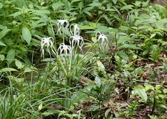 Hymenocallis tubiflora
