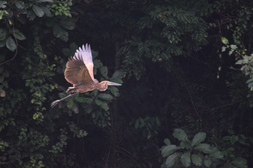 Goliath Heron