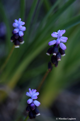 Muscari pulchellum