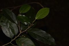 Alangium villosum