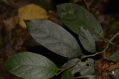 Alangium villosum