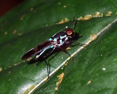 Eudmeta marginata