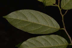 Alangium villosum