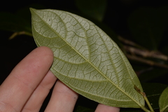 Alangium villosum
