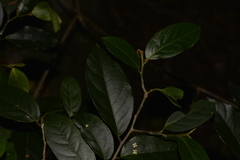Alangium villosum