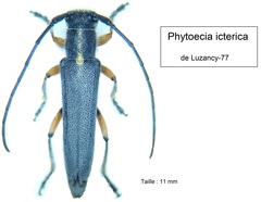 Phytoecia icterica
