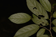 Alangium villosum