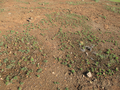 Portulaca hereroensis image