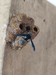 Xenorhynchium nitidulum